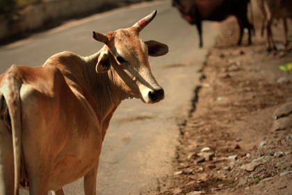 In Hinduism, the cow is a symbol of wealth, strength, abundance, selfless giving and a full Earthly life. In the religion of Hinduism, the cow is thought to be sacred. Read about the holy cows of India in this archive story.